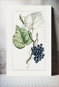 Πίνακας, Hand drawn grapes