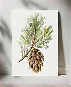 Πίνακας, Hand drawn Hispaniola pine