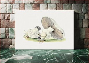 Πίνακας, Hand drawn horse mushroom