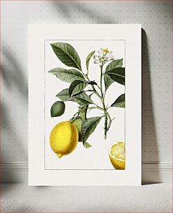 Πίνακας, Hand drawn lemon