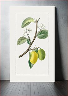 Πίνακας, Hand drawn lemon