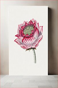 Πίνακας, Hand drawn lotus