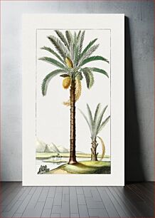 Πίνακας, Hand drawn palm tree