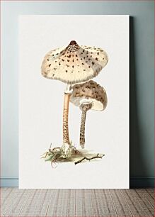 Πίνακας, Hand drawn parasol mushroom