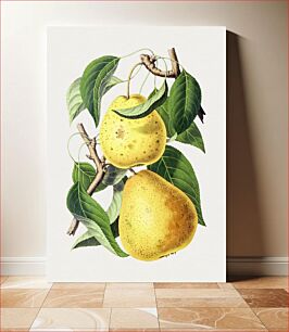 Πίνακας, Hand drawn pear