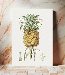 Πίνακας, Hand drawn pineapple