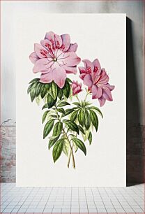 Πίνακας, Hand drawn pink azalea flower