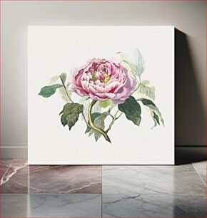 Πίνακας, Hand drawn pink cabbage rose