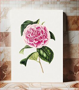Πίνακας, Hand drawn pink camellia
