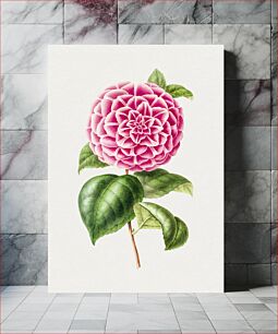Πίνακας, Hand drawn pink camellia