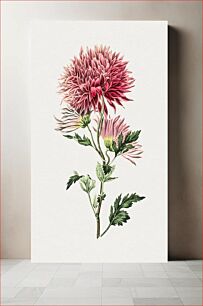 Πίνακας, Hand drawn pink chrysanthemum