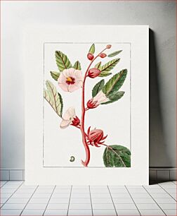 Πίνακας, Hand drawn pink hibiscus