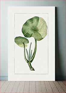 Πίνακας, Hand drawn piper peltatum plant