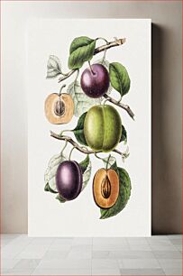 Πίνακας, Hand drawn plums