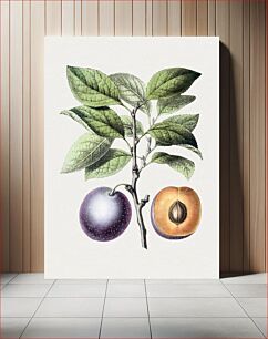Πίνακας, Hand drawn purple plum