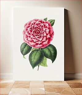 Πίνακας, Hand drawn red camellia