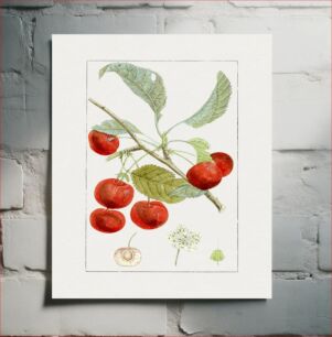 Πίνακας, Hand drawn red cherries