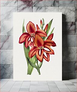 Πίνακας, Hand drawn red gladiolus flower