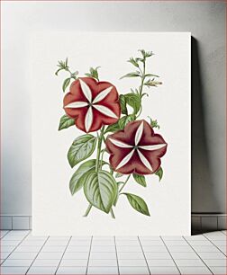 Πίνακας, Hand drawn red petunia