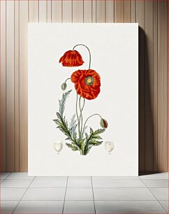 Πίνακας, Hand drawn red poppy