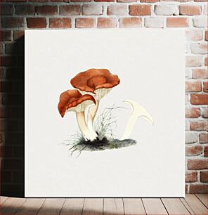 Πίνακας, Hand drawn rufous milkcap mushroom