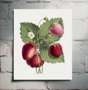 Πίνακας, Hand drawn strawberry