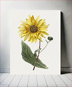 Πίνακας, Hand drawn sunflower