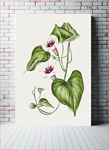 Πίνακας, Hand drawn sweet potato flower