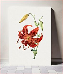 Πίνακας, Hand drawn tiger lily