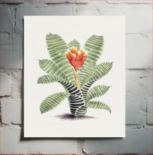 Πίνακας, Hand drawn tillandsia musaica plant