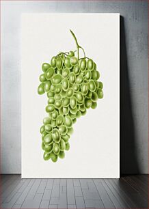 Πίνακας, Hand drawn white grapes