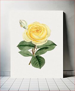 Πίνακας, Hand drawn yellow rose