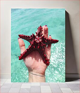 Πίνακας, Hand Holding a Red Starfish Χέρι που κρατά έναν κόκκινο αστερία