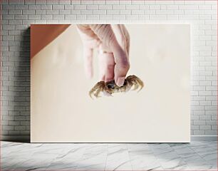Πίνακας, Hand Holding a Small Crab Χέρι που κρατά ένα μικρό καβούρι