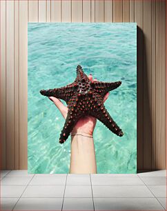 Πίνακας, Hand Holding Starfish Χέρι Κρατώντας Αστερίες