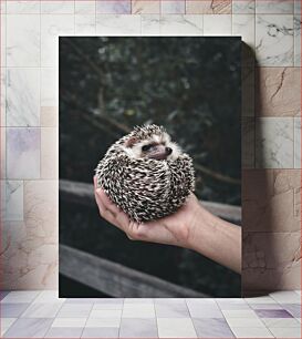 Πίνακας, Handheld Hedgehog Χειρός Σκαντζόχοιρος