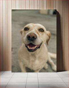 Πίνακας, Happy Dog Close-Up Κοντινό πλάνο Happy Dog
