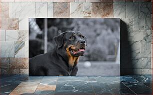 Πίνακας, Happy Rottweiler in the Park Happy Rottweiler στο Πάρκο