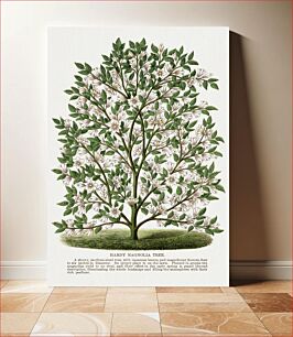 Πίνακας, Hardy Magnolia tree lithograph
