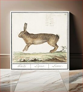 Πίνακας, Hare, Lepus europaeus (1596–1610) by Anselmus Boëtius de Boodt