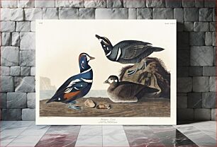 Πίνακας, Harlequin Duck from Birds of America (1827) by John James Audubon, etched by William Home Lizars