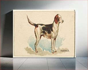 Πίνακας, Harrier, from the Dogs of the World series for Old Judge Cigarettes
