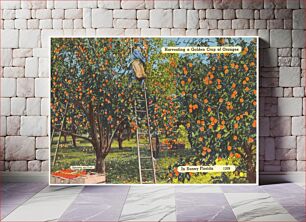 Πίνακας, Harvesting a golden crop of oranges, in sunny Florida