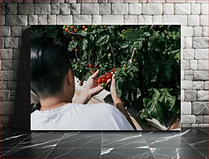 Πίνακας, Harvesting Cherry Tomatoes Συγκομιδή ντοματίνων