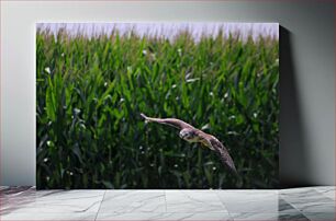 Πίνακας, Hawk Flying Over Cornfield Γεράκι που πετά πάνω από το Cornfield