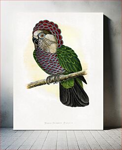 Πίνακας, Hawk-Headed Parrot (Deroptyus accipitrinus) colored wood-engraved plate by Alexander Francis Lydon