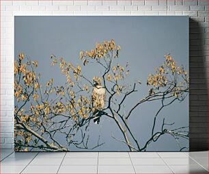 Πίνακας, Hawk in Autumn Tree Γεράκι στο φθινοπωρινό δέντρο