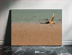 Πίνακας, Hawk in Flight Across a Field Γεράκι σε πτήση σε ένα χωράφι