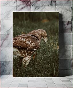 Πίνακας, Hawk in Grass Γεράκι στο γρασίδι