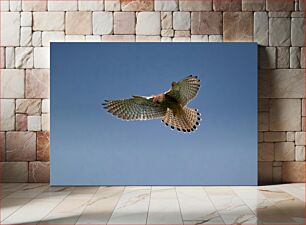 Πίνακας, Hawk in Mid-Air Γεράκι στον αέρα